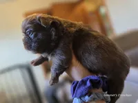 Solid rojo female fluffy, a female French Bulldog for sale in Miami, OK – Photo 8 of 9