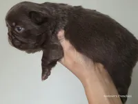 Solid rojo female fluffy, a female French Bulldog for sale in Miami, OK – Photo 6 of 9