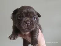 Solid rojo female fluffy, a female French Bulldog for sale in Miami, OK – Photo 3 of 9