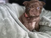 Fluffy Female 💜🩷, a female French Bulldog for sale in Miami, OK – Photo 2 of 5