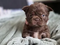 Fluffy Female 💜🩷, a female French Bulldog for sale in Miami, OK – Photo 4 of 5