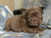 Fluffy Female 💜🩷, a female French Bulldog for sale in Miami, OK – Photo 6 of 8
