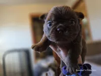 Solid rojo female fluffy, a female French Bulldog for sale in Miami, OK – Photo 9 of 9