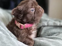 Fluffy Female 💜🩷, a female French Bulldog for sale in Miami, OK – Photo 5 of 5