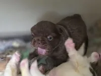 Solid rojo female fluffy, a female French Bulldog for sale in Miami, OK – Photo 2 of 9