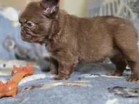 Fluffy Female 💜🩷, a female French Bulldog for sale in Miami, OK – Photo 7 of 8