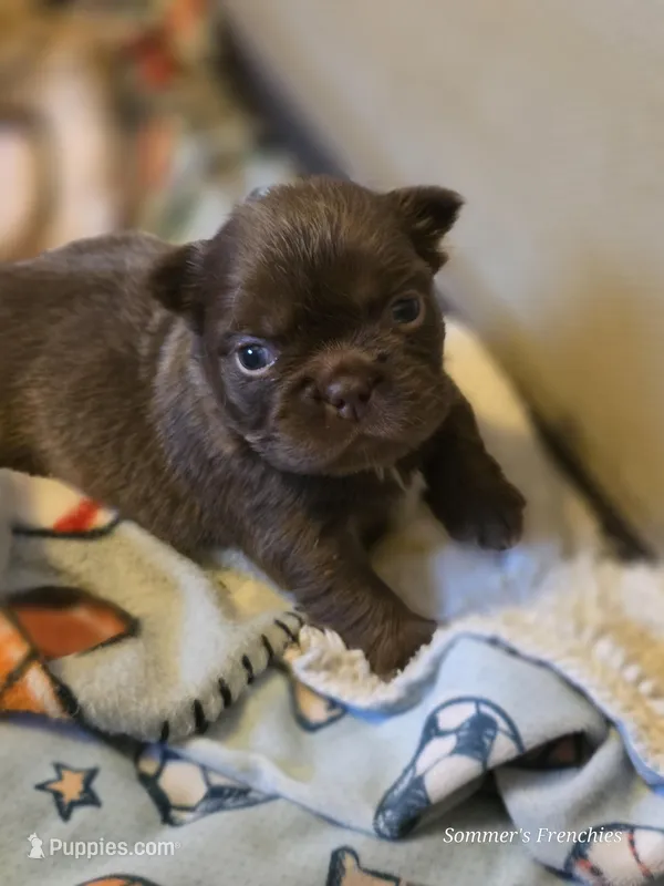 Solid rojo female fluffy – French Bulldog puppy for sale in Miami, OK
