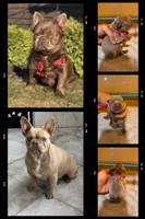 Newshade isabella female 🎀, a female French Bulldog for sale in Miami, OK – 2 of 6