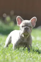 Chanel , a female French Bulldog for sale in Miami, OK – 4 of 10