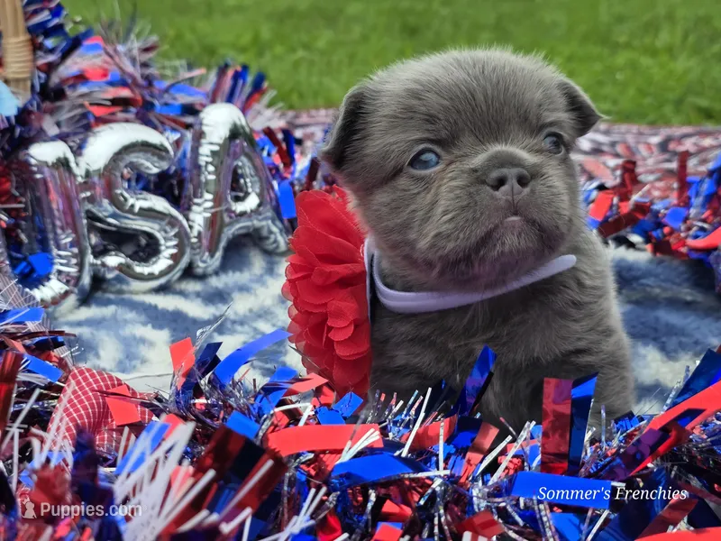 Lilac and tan fluffy female  – French Bulldog puppy for sale in Miami, OK
