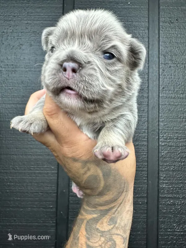 Macy , a female French Bulldog for sale in Miami, OK – 1 of 3