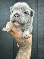 Macy , a female French Bulldog for sale in Miami, OK – 1 of 3