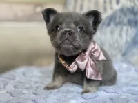 Lilac and tan fluffy female 🥰, a female French Bulldog for sale in Miami, OK – 5 of 10