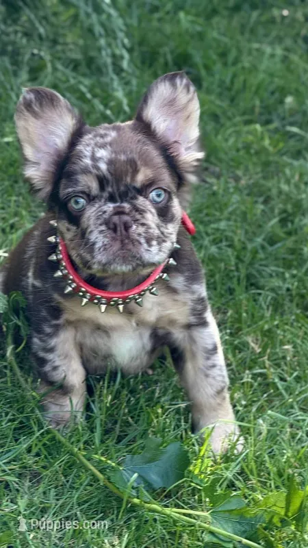 Godiva  – French Bulldog puppy for sale in Miami, OK