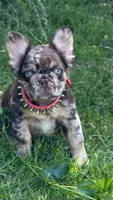 Godiva , a male French Bulldog for sale in Miami, OK – 1 of 3