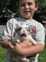 Fluffy male, a male French Bulldog for sale in Miami, OK – 4 of 10