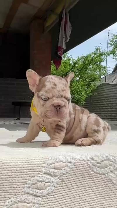 TITAN, a male French Bulldog for sale in Miami, OK – 7 of 7