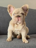 Simba , a male French Bulldog for sale in Miami, OK – Photo 5 of 10