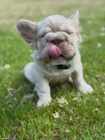 Simba , a male French Bulldog for sale in Miami, OK – Photo 4 of 10