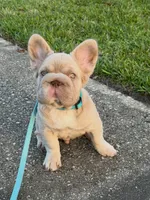 Simba , a male French Bulldog for sale in Miami, OK – Photo 7 of 10