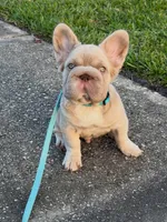 Simba , a male French Bulldog for sale in Miami, OK – Photo 10 of 10