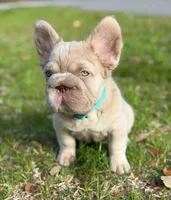 Simba , a male French Bulldog for sale in Miami, OK – Photo 8 of 10