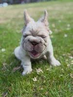 Simba , a male French Bulldog for sale in Miami, OK – Photo 2 of 10