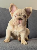 Simba , a male French Bulldog for sale in Miami, OK – Photo 6 of 10