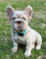 Simba , a male French Bulldog for sale in Miami, OK – Photo 3 of 10