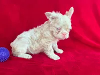 Pink fluffy , a male French Bulldog for sale in Miami, OK – 1 of 6