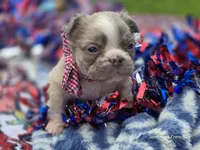 Lilac fluffy male , a male French Bulldog for sale in Miami, OK – 6 of 9