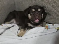 Bruno , a male French Bulldog for sale in Miami, OK – 5 of 5