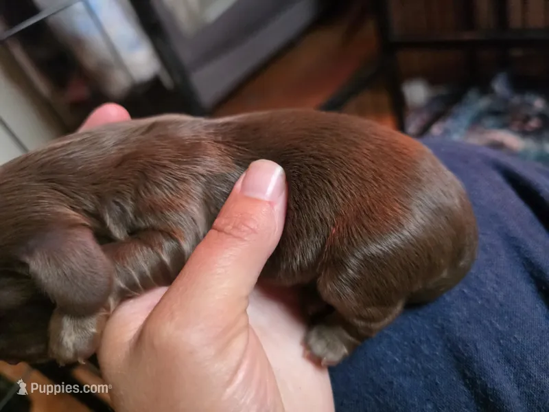 Mini-long haired male , a male Miniature Dachshund for sale in Miami, OK – 1 of 4