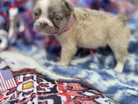 Lilac fluffy male , a male French Bulldog for sale in Miami, OK – 5 of 9