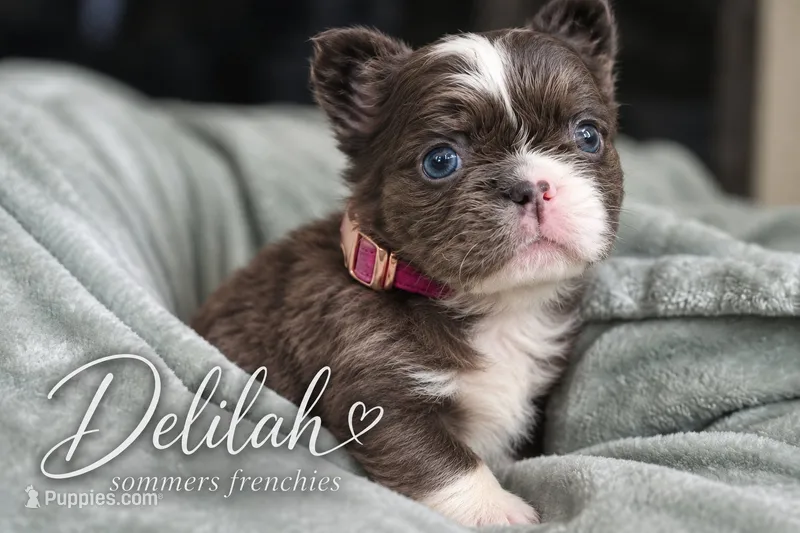 Dehlia  – French Bulldog puppy for sale in Miami, OK