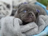 Lilac and tan fluffy female , a female French Bulldog for sale in Miami, OK – 7 of 10