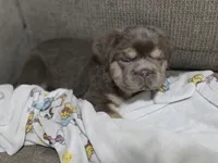 Toast , a male French Bulldog for sale in Miami, OK – 4 of 6