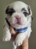 CURLY FLUFFY MALE , a male French Bulldog for sale in Miami, OK – 9 of 10