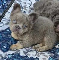 Lilac and tan fluffy female 🥰, a female French Bulldog for sale in Miami, OK – 6 of 10