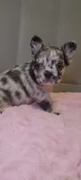 Merle FLUFFY female , a female French Bulldog for sale in Miami, OK – 3 of 5