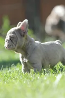 Chanel , a female French Bulldog for sale in Miami, OK – 7 of 10
