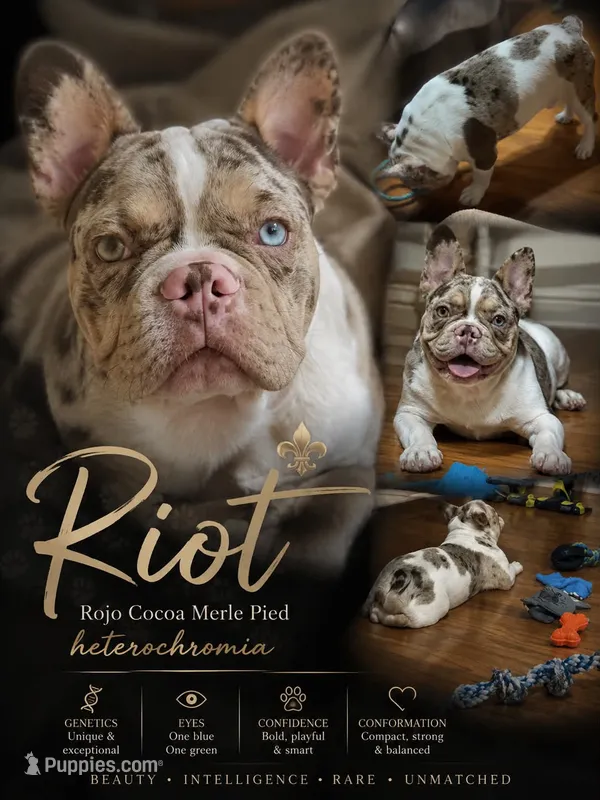 Riot  – French Bulldog puppy for sale in Miami, OK