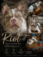 Riot , a male French Bulldog for sale in Miami, OK – 1 of 5