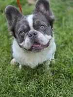 Koda , a male French Bulldog for sale in Miami, OK – 7 of 10