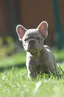Chanel , a female French Bulldog for sale in Miami, OK – 2 of 10