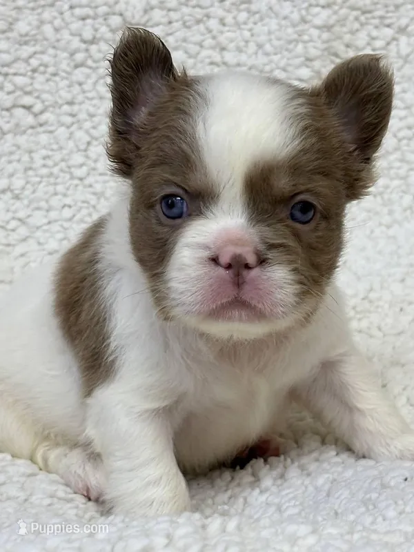 Isabella pied FLUFFY Male  – French Bulldog puppy for sale in Miami, OK