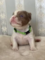 Isabella pied FLUFFY Male , a male French Bulldog for sale in Miami, OK – Photo 3 of 6