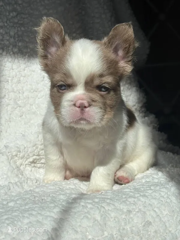 Isabella pied FLUFFY Male  – French Bulldog puppy for sale in Miami, OK
