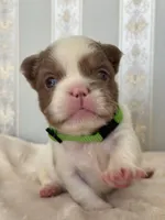 Isabella pied FLUFFY Male , a male French Bulldog for sale in Miami, OK – Photo 4 of 6