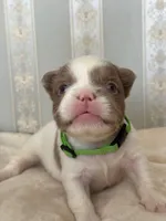 Isabella pied FLUFFY Male , a male French Bulldog for sale in Miami, OK – Photo 5 of 6